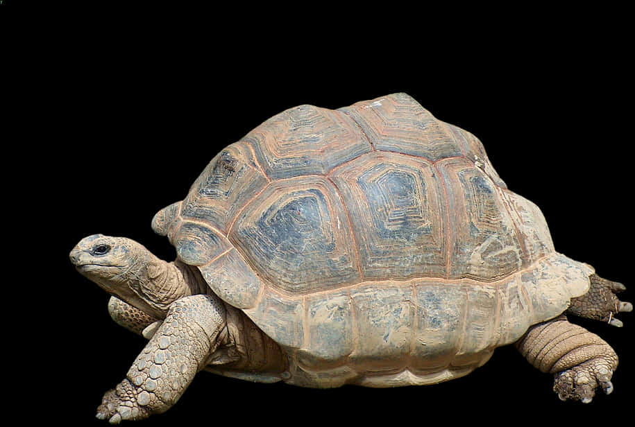 Tortoise Profile Black Background