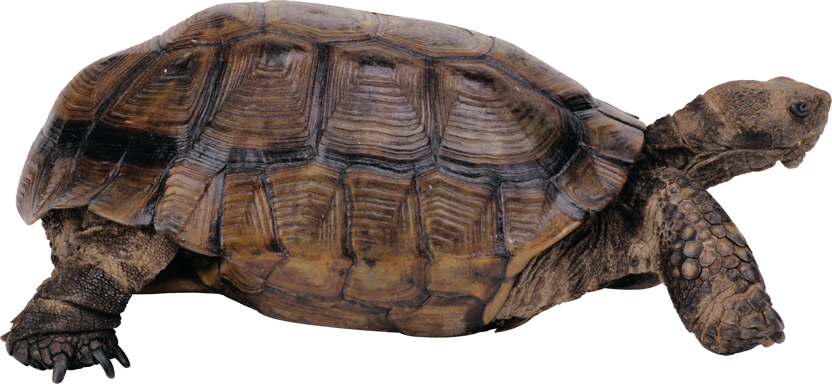 Tortoise Side View Transparent Background PNG with transparent background
