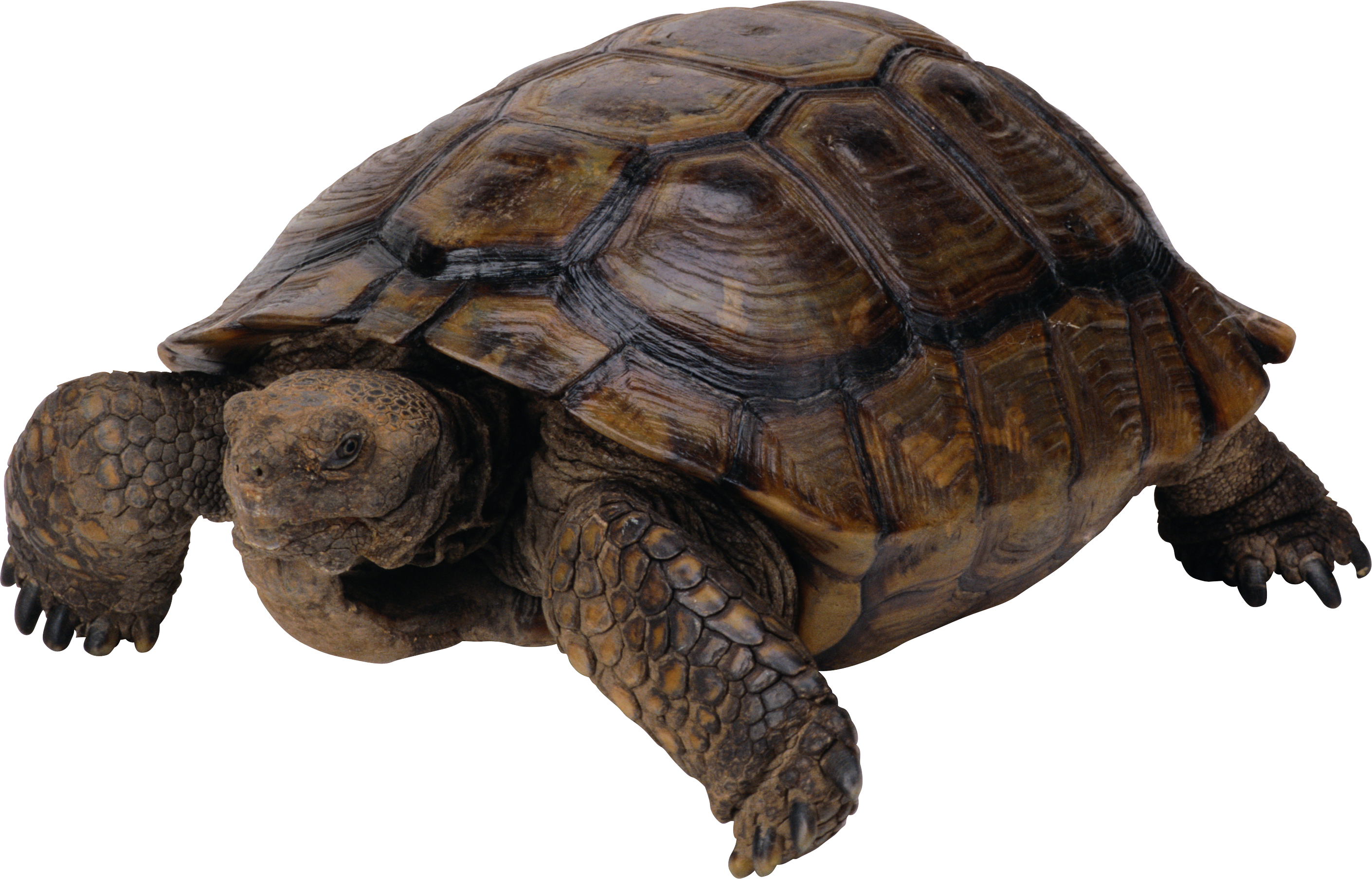 Tortoiseon Transparent Background.png PNG with transparent background