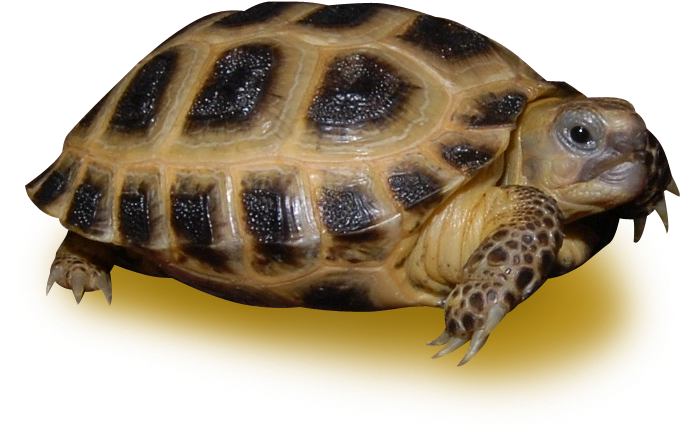 Tortoiseon Yellow Background.png