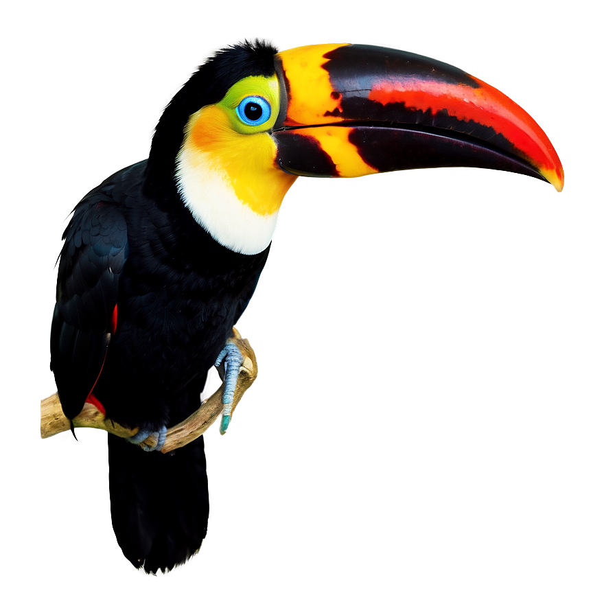 Toucan In Profile Png 79