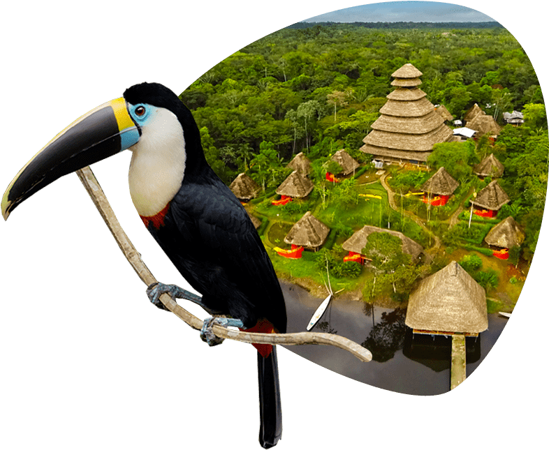 Toucan Overlooking Rainforest Village