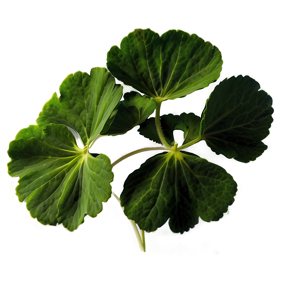 Traditional Geranium Leaf Png 06252024