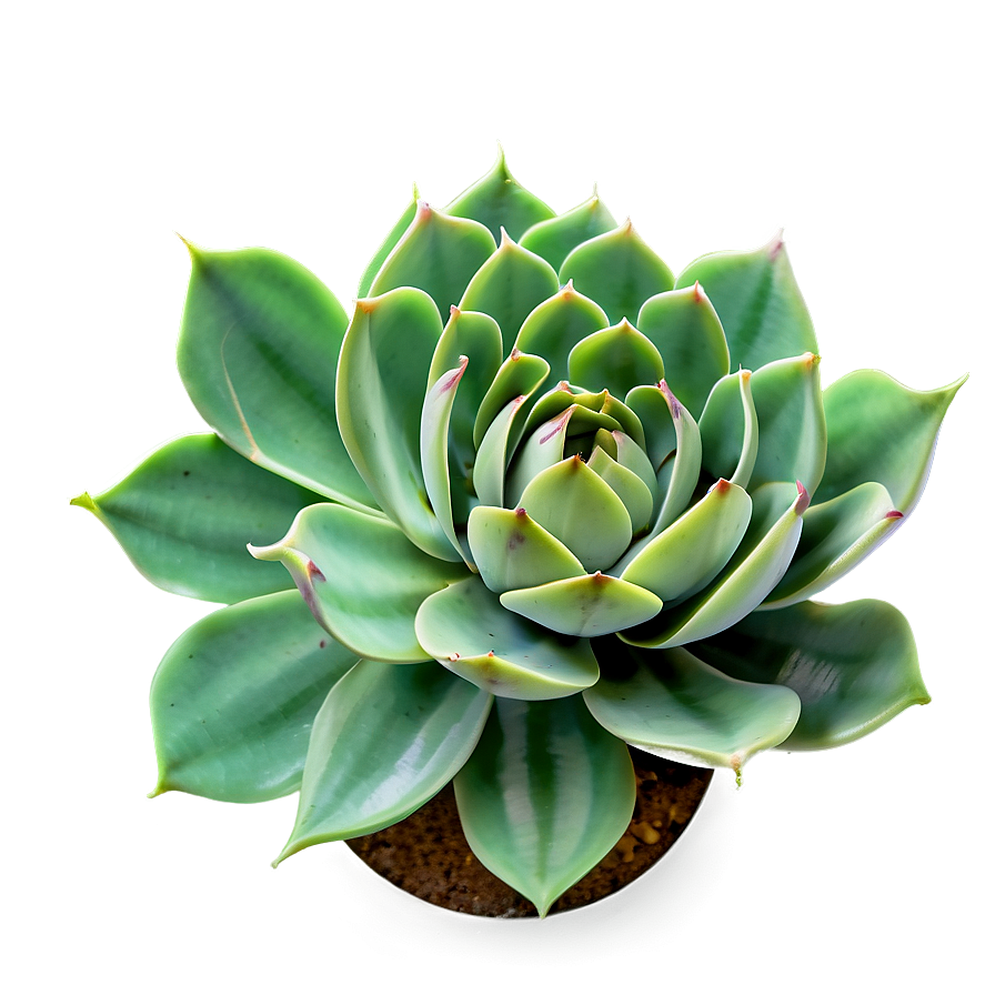 Traditional Succulent Png 05242024