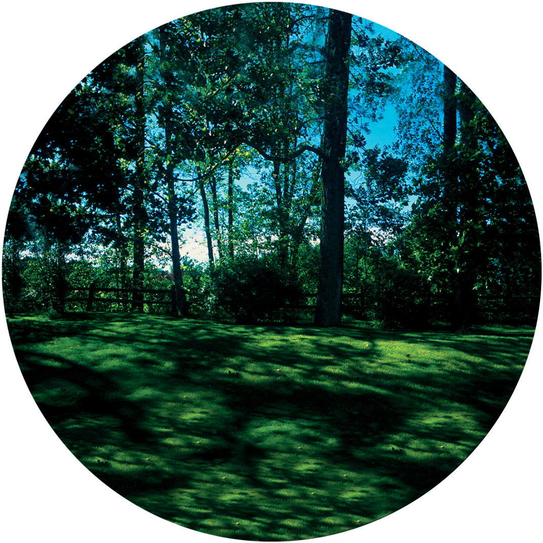 Tranquil Forest Meadow