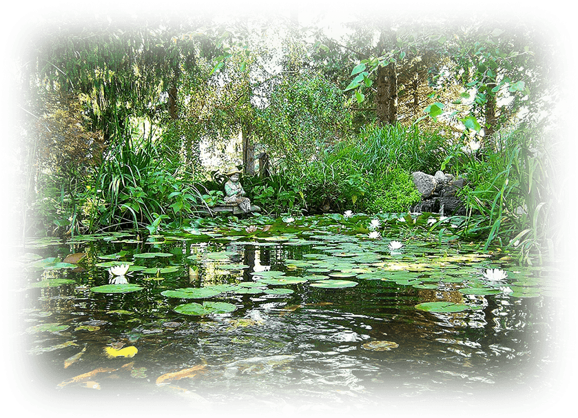 Tranquil Pondwith Koiand Lilies