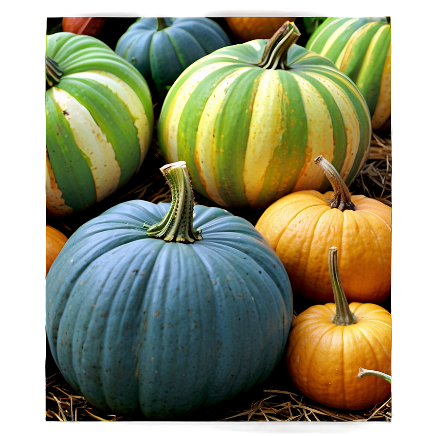 Tranquil Pumpkin Patch Morning Png Nqn21