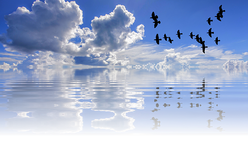 Tranquil_ Sea_and_ Sky_with_ Birds PNG with transparent background