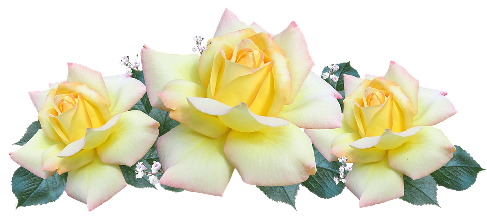 Tranquil Yellow Roses PNG with transparent background