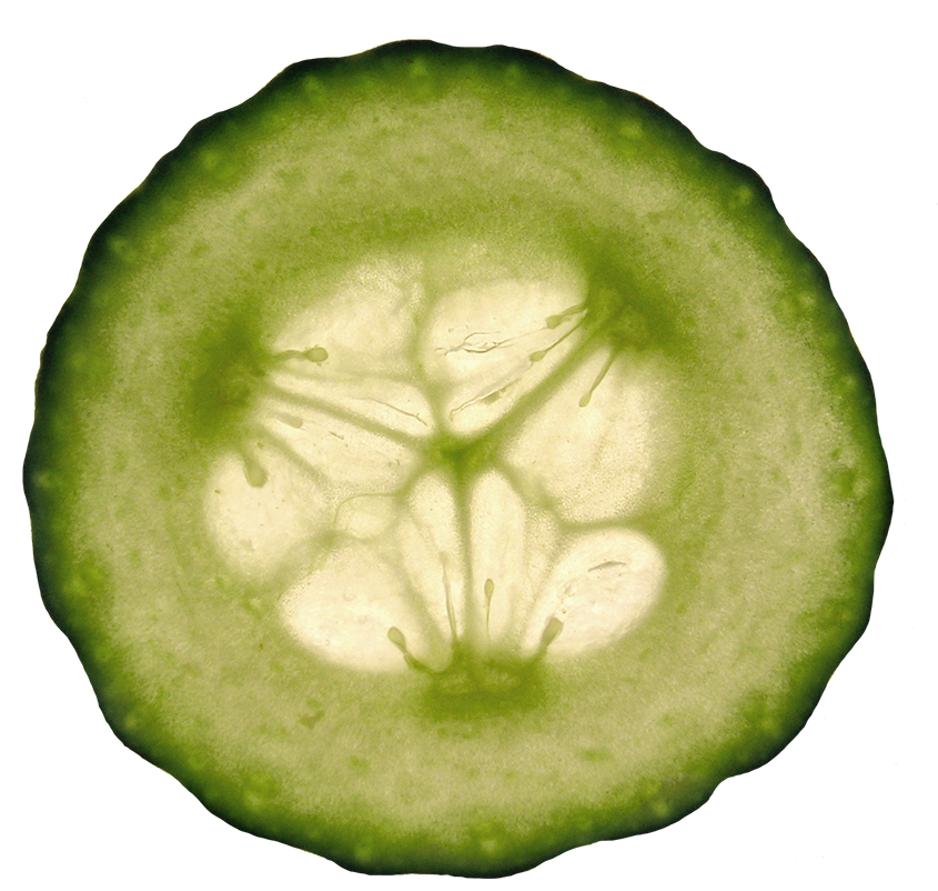 Translucent Cucumber Slice Backlit