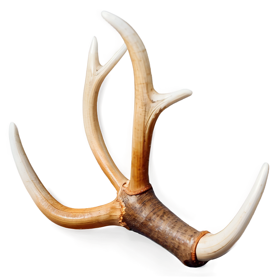 Translucent Deer Antler Png 12