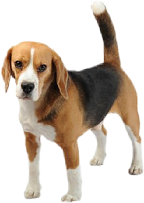 Transparent Background Beagle Png , Png Download - Beagle Png, Png Download PNG with transparent background