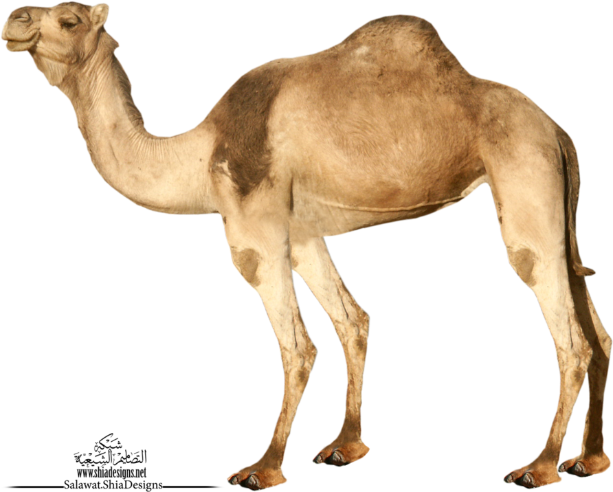Transparent Background Camel Png, Png Download PNG with transparent background