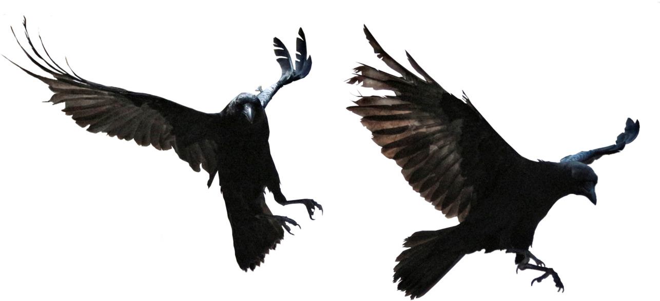 Transparent Background Raven Png - Transparent Ravens, Png Download PNG with transparent background