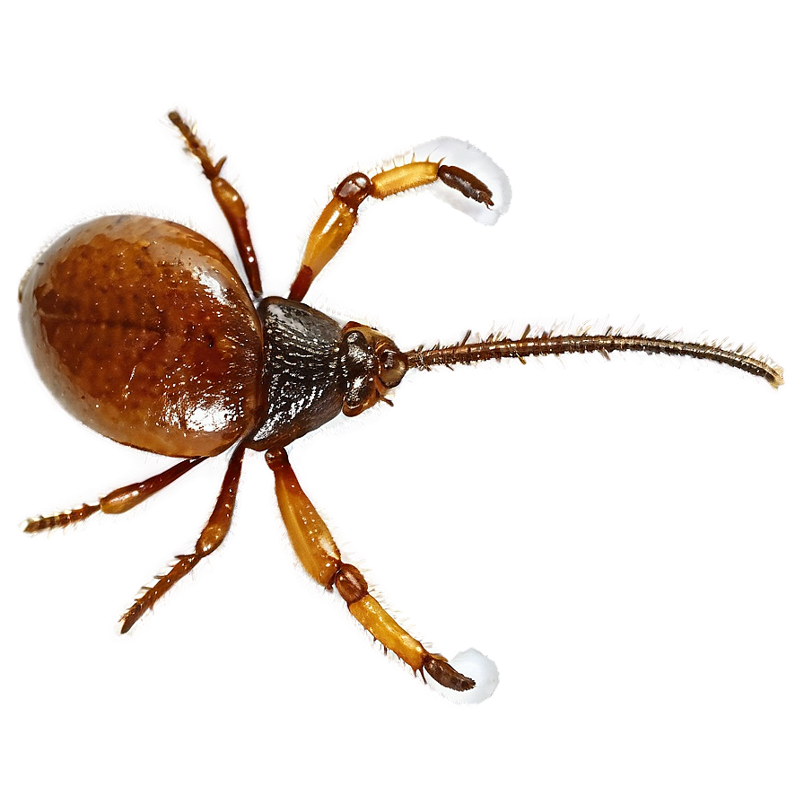 Transparent Background Tick Png Faj