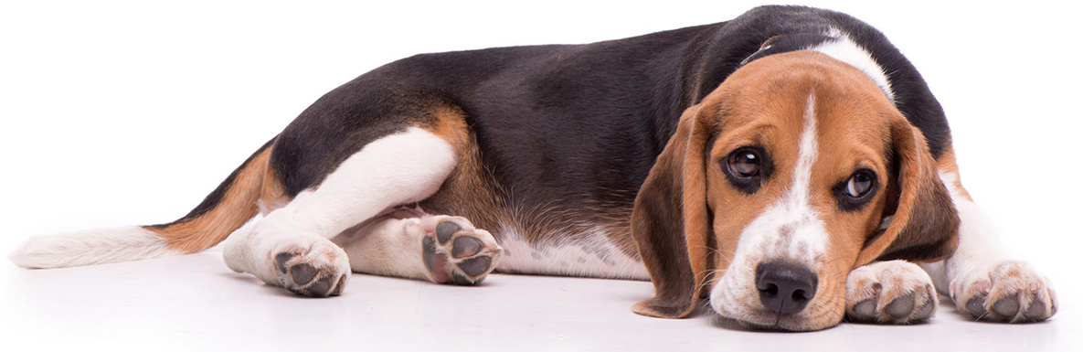Transparent Beagle Png - Transparent Beagle, Png Download PNG with transparent background