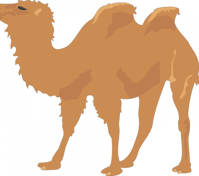 Transparent Camel Face Clipart - Two Humped Camel Clipart, HD Png Download PNG with transparent background