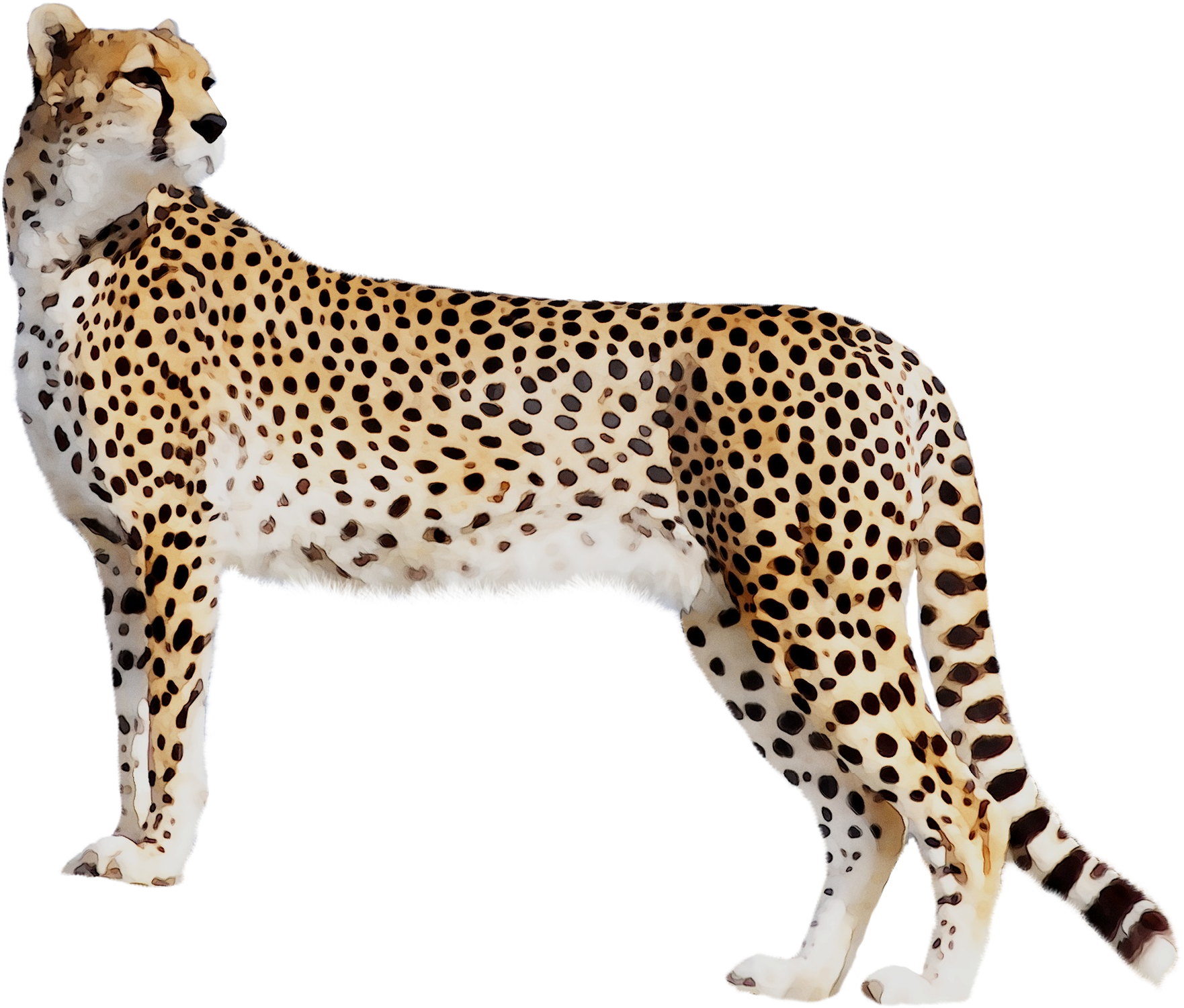 Transparent Cheetah Png - Cheetah High Quality, Png Download PNG with transparent background