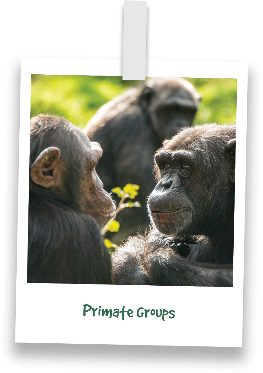 Transparent Chimp Png - Common Chimpanzee, Png Download PNG with transparent background