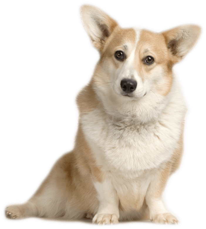 Transparent Corgi Png - Corgi Sitting, Png Download PNG with transparent background