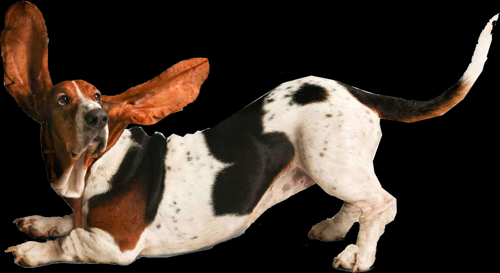 Transparent Dogs Png - Funny Dog Png, Png Download PNG with transparent background