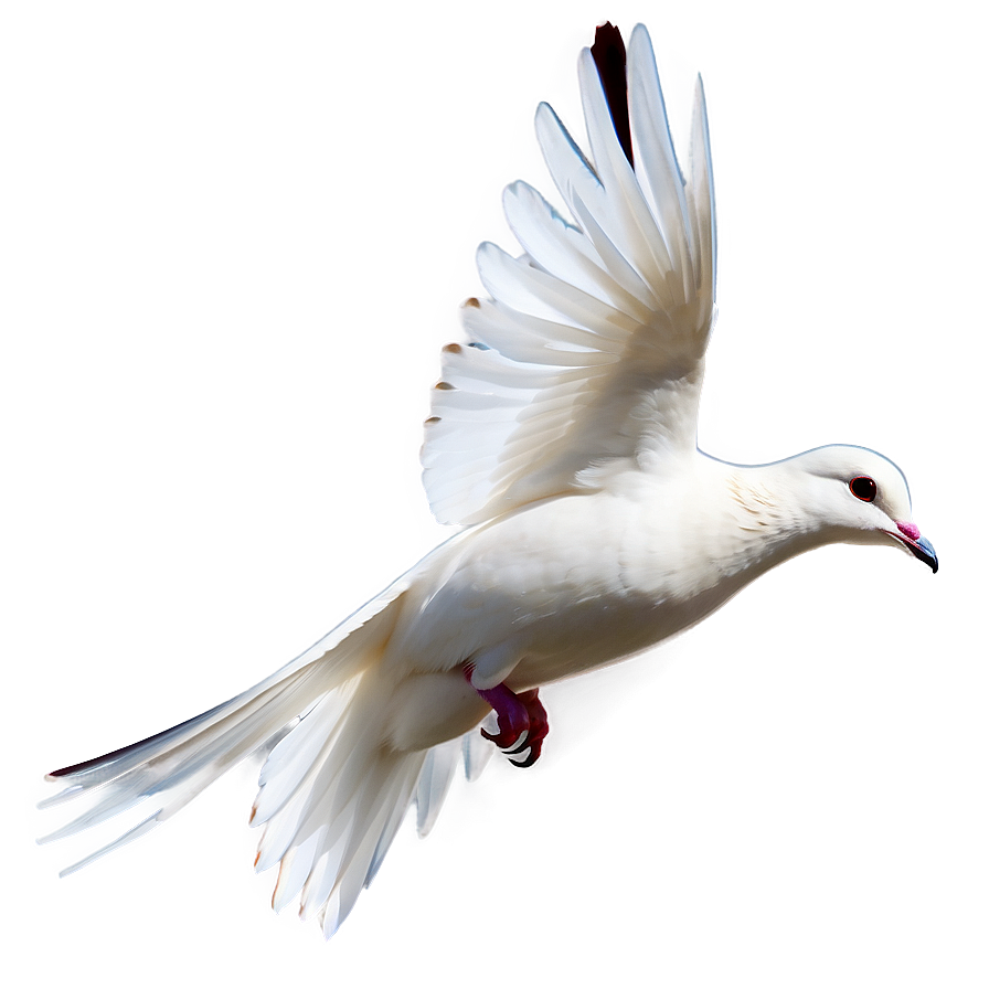 Transparent Dove Png 17