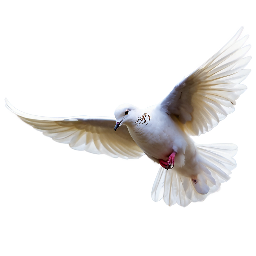 Transparent Dove Png Ugs