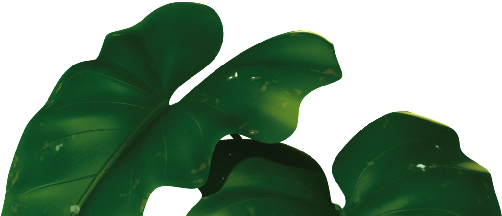 Transparent For Banana Leaves - Banana Leaf Png, Png Download PNG with transparent background