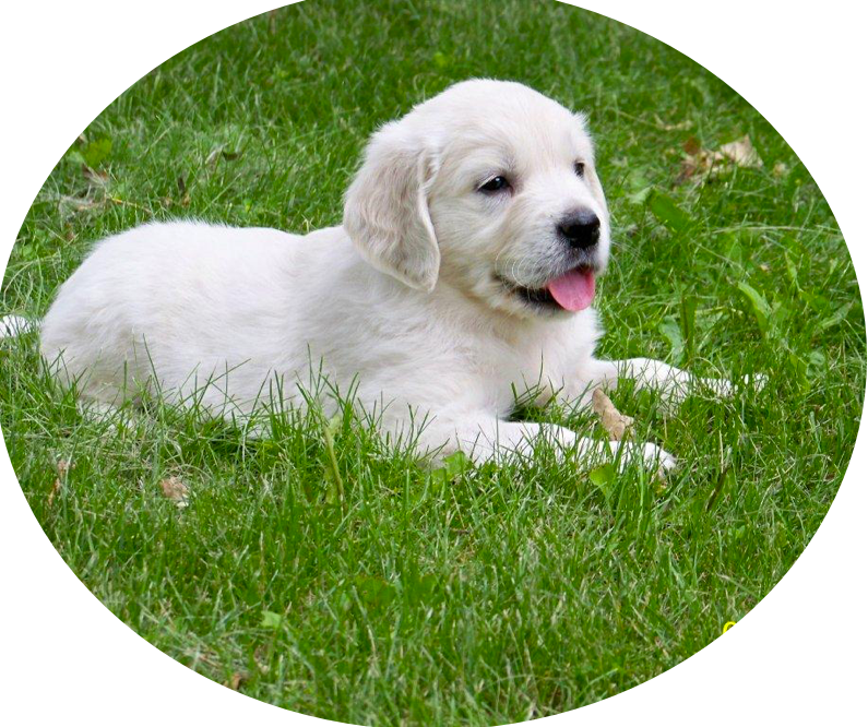 Transparent Golden Retriever Puppy Png, Png Download PNG with transparent background