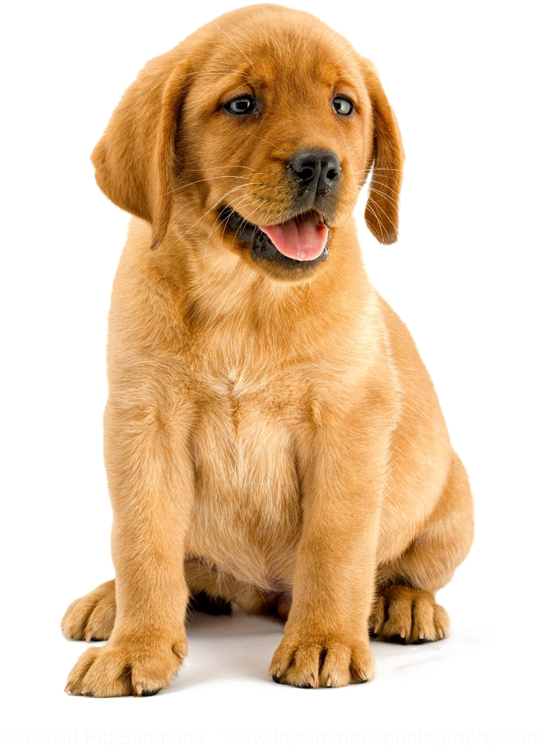 Transparent Labrador Clipart - Transparent Background Lab Puppy Png, Png Download PNG with transparent background