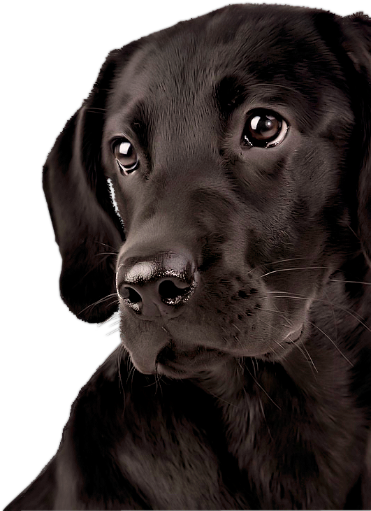 Transparent Labrador Retriever Png - Labrador Png, Png Download PNG with transparent background