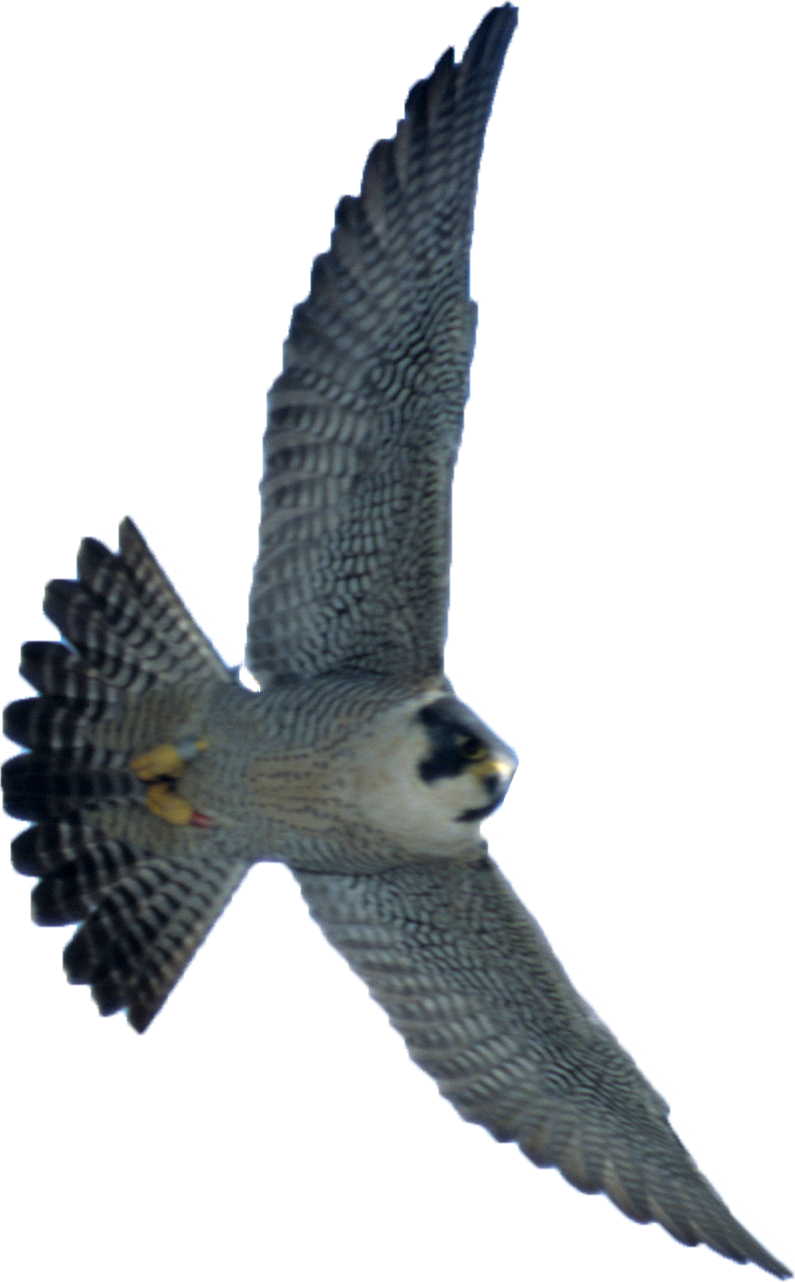 Transparent Peregrine Falcon Png - Transparent Falcon Png, Png Download PNG with transparent background