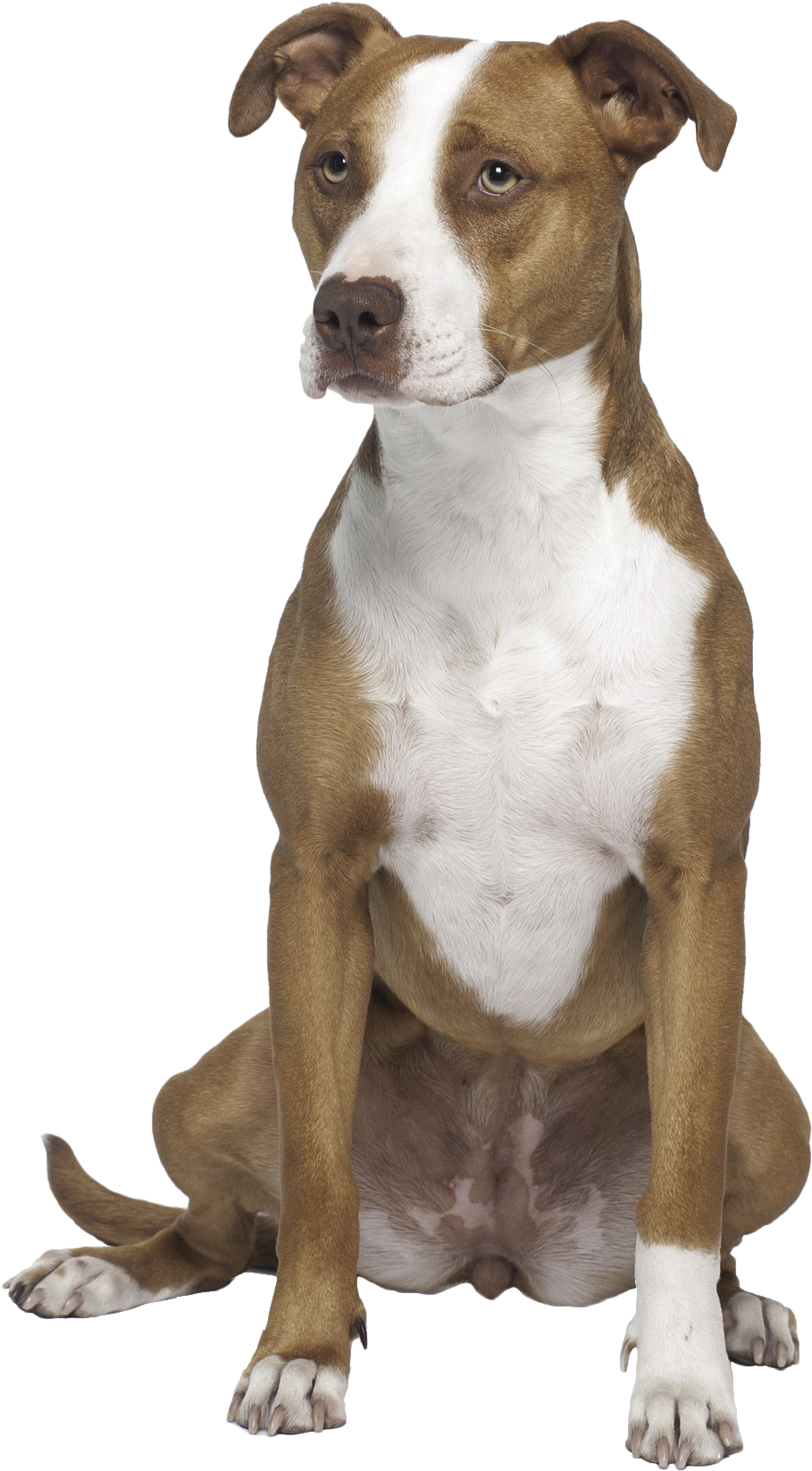 Transparent Pitbull Dog Png - American Pit Bull Terrier Png, Png Download PNG with transparent background