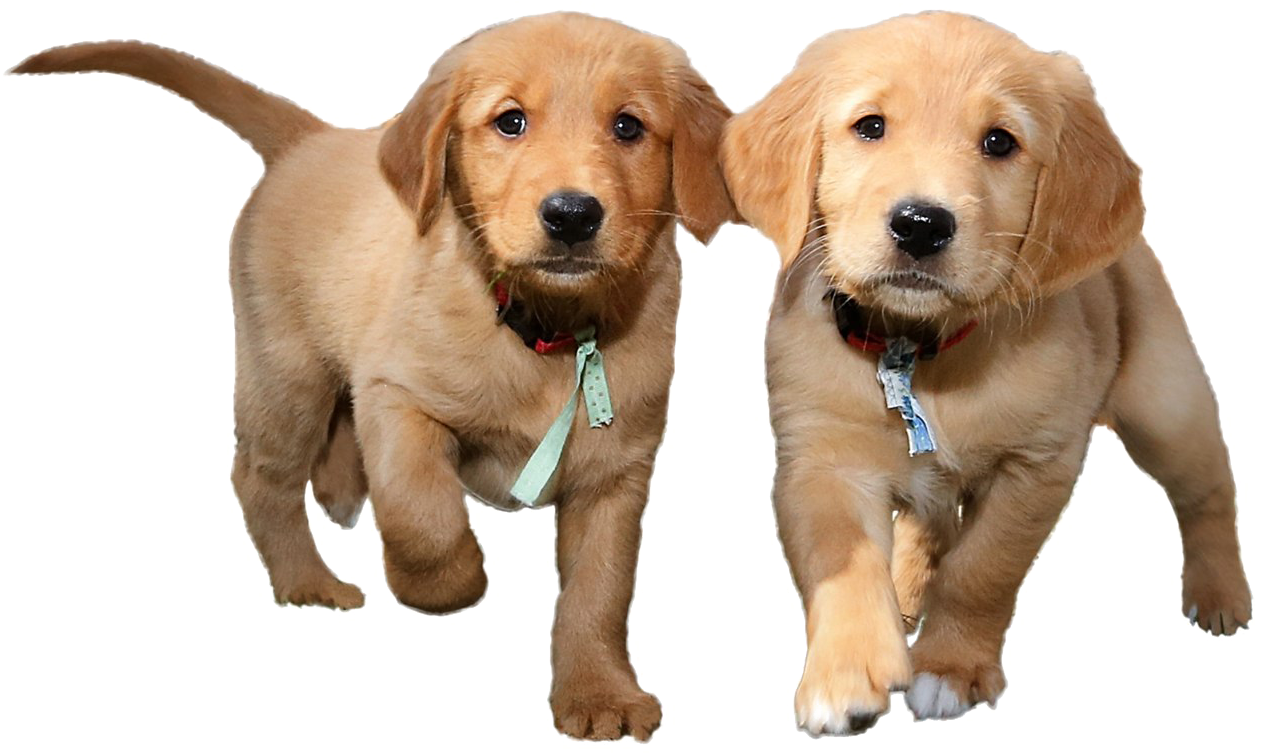 Transparent Puppy - Transparent Background Puppies Png, Png Download PNG with transparent background