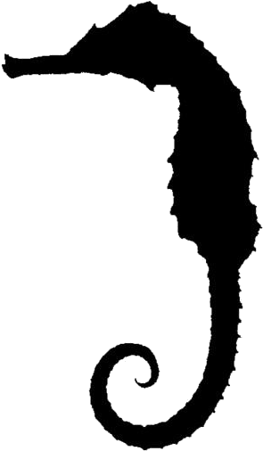 Transparent Seahorse Png For Free - Northern Seahorse, Png Download PNG with transparent background