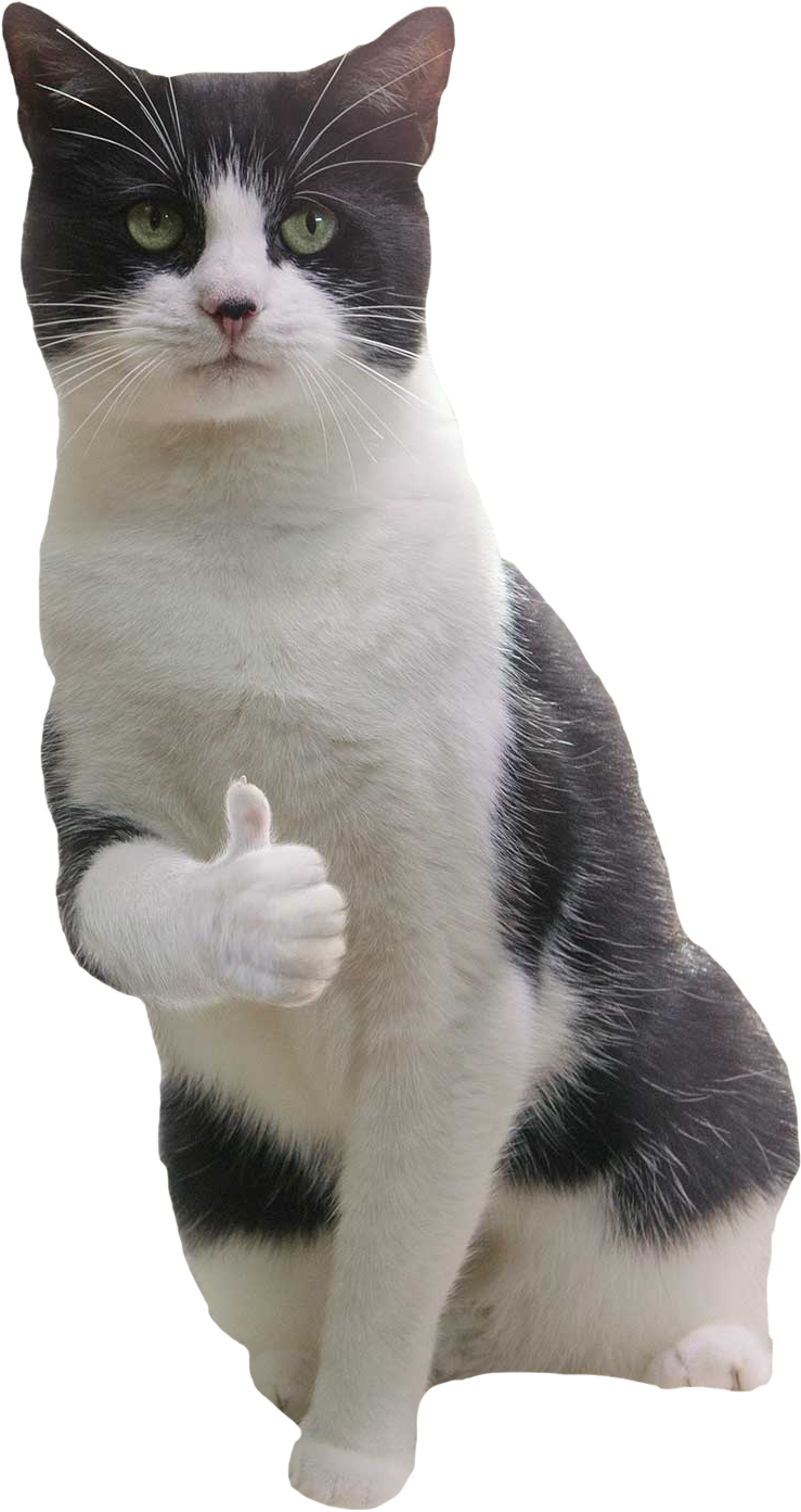 Transparent Sleeping Cat Png - Thumbs Up Cat Meme, Png Download PNG with transparent background