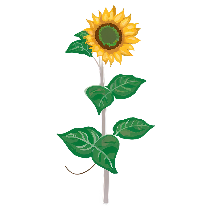 Transparent Sunflower Illustration Png 05262024