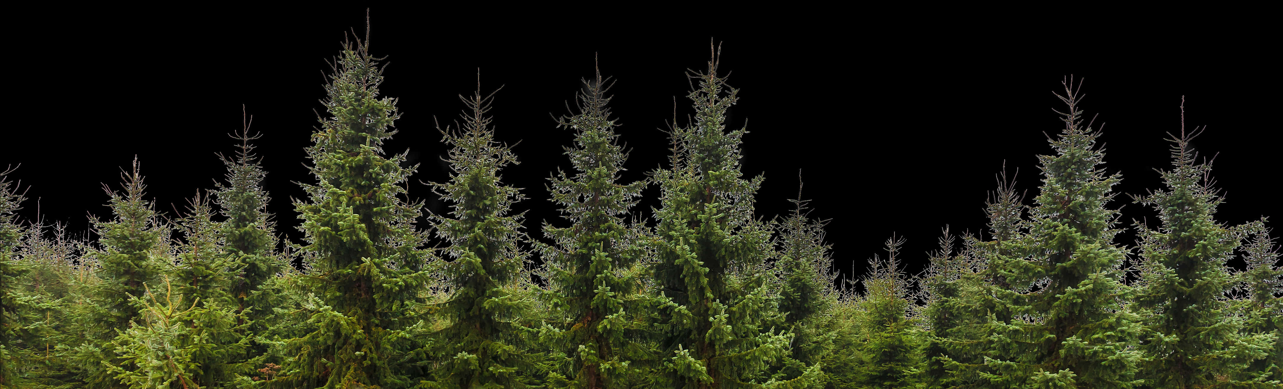 Transparent Trees Png - Pine Tree Forest Png, Png Download PNG with transparent background