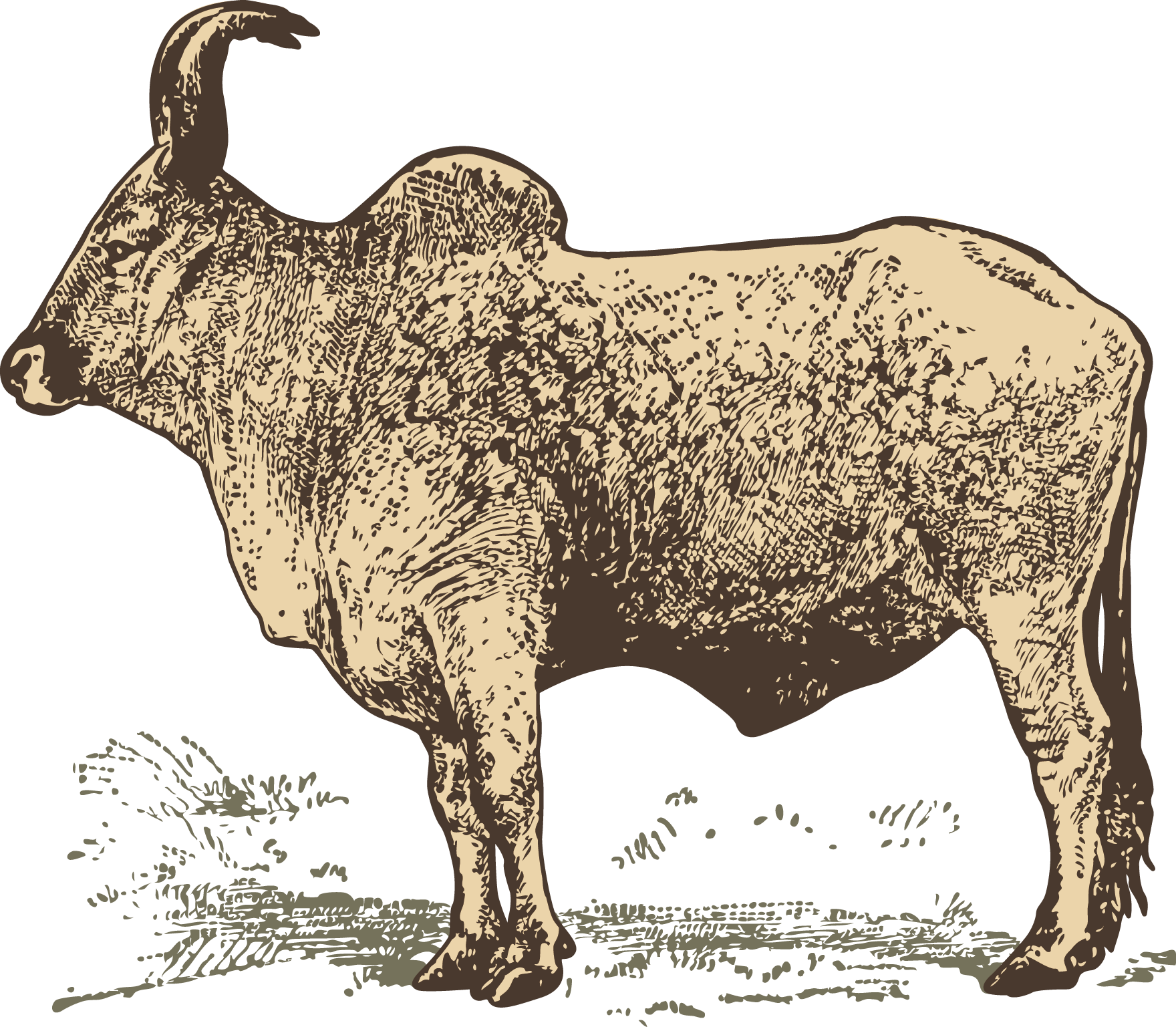 Transparent Water Buffalo Png - Water Buffalo And Zebu, Png Download PNG with transparent background