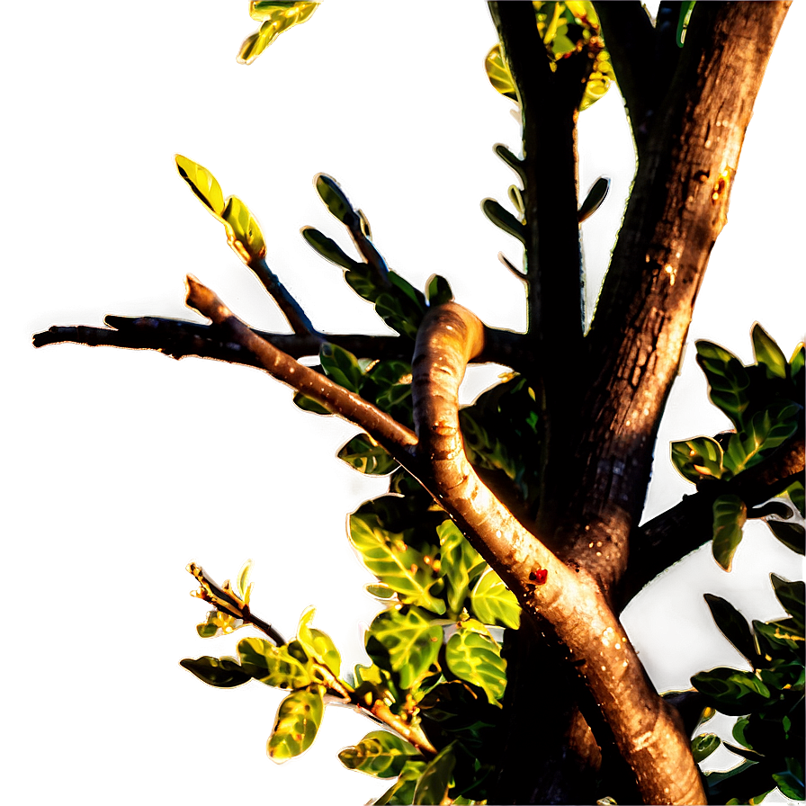 Tree Branch At Sunset Png Ekc