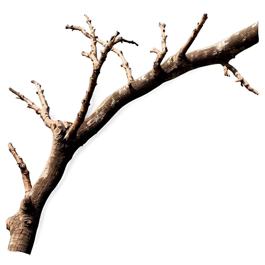 Tree Branch Isolated On White Png 54