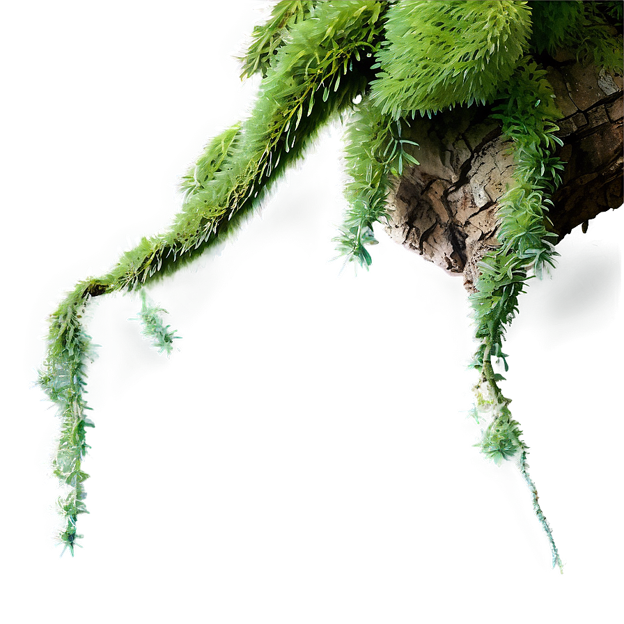 Tree Branch With Hanging Moss Png Mrs24