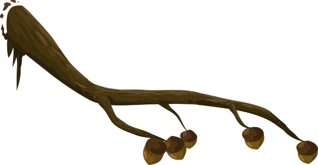 Tree Branchwith Acorns Illustration PNG with transparent background