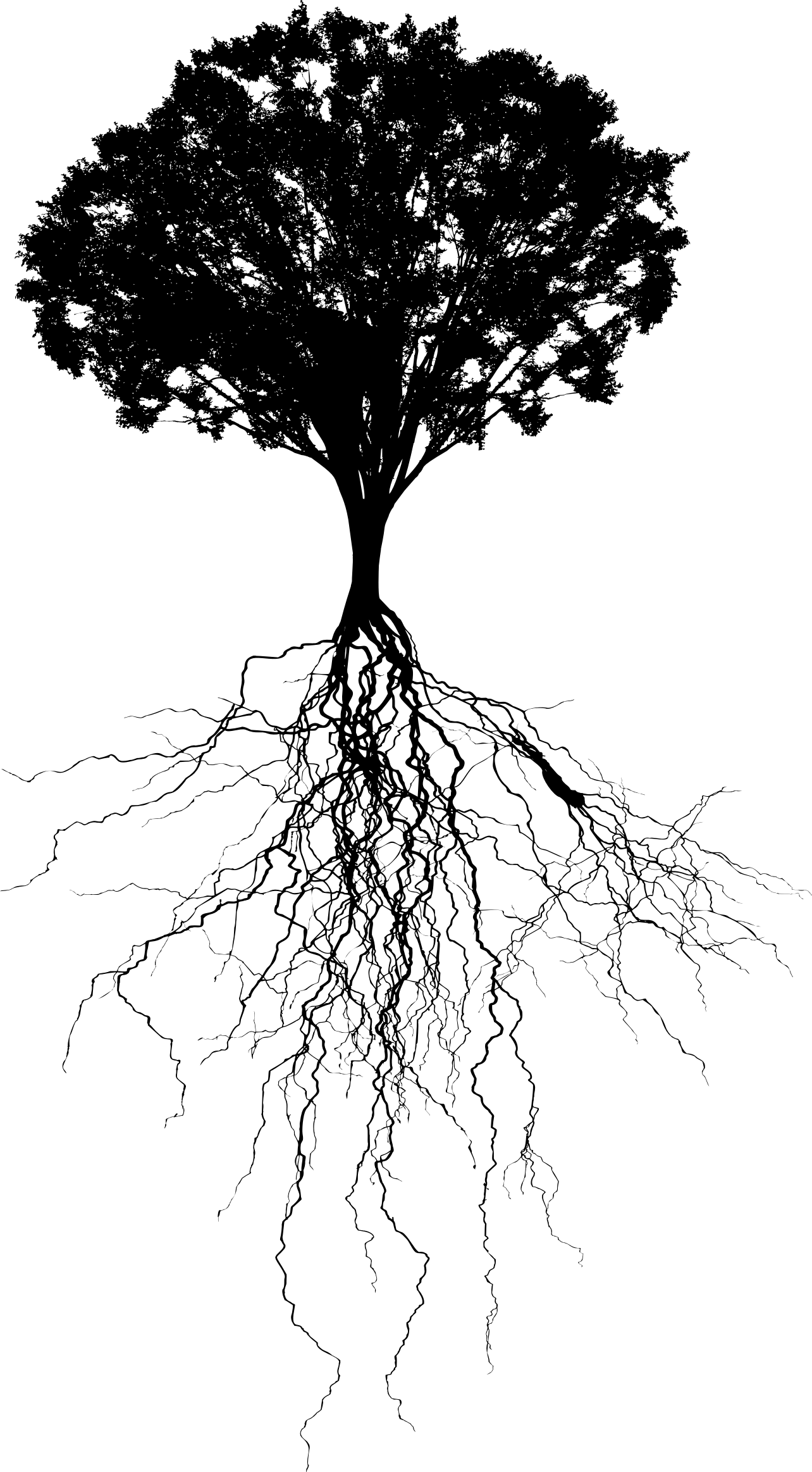 Tree And Roots Png - Tree With Roots Png, Transparent Png PNG with transparent background