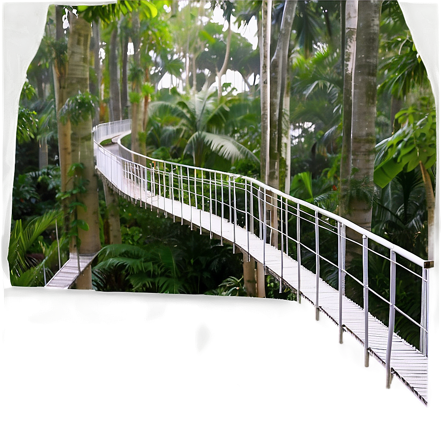 Tree Top Canopy Walkway View Png 87