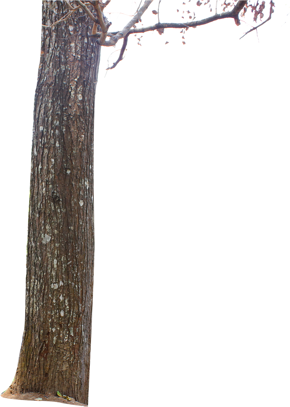 Tree Trunkand Branches Isolatedon Transparent Background