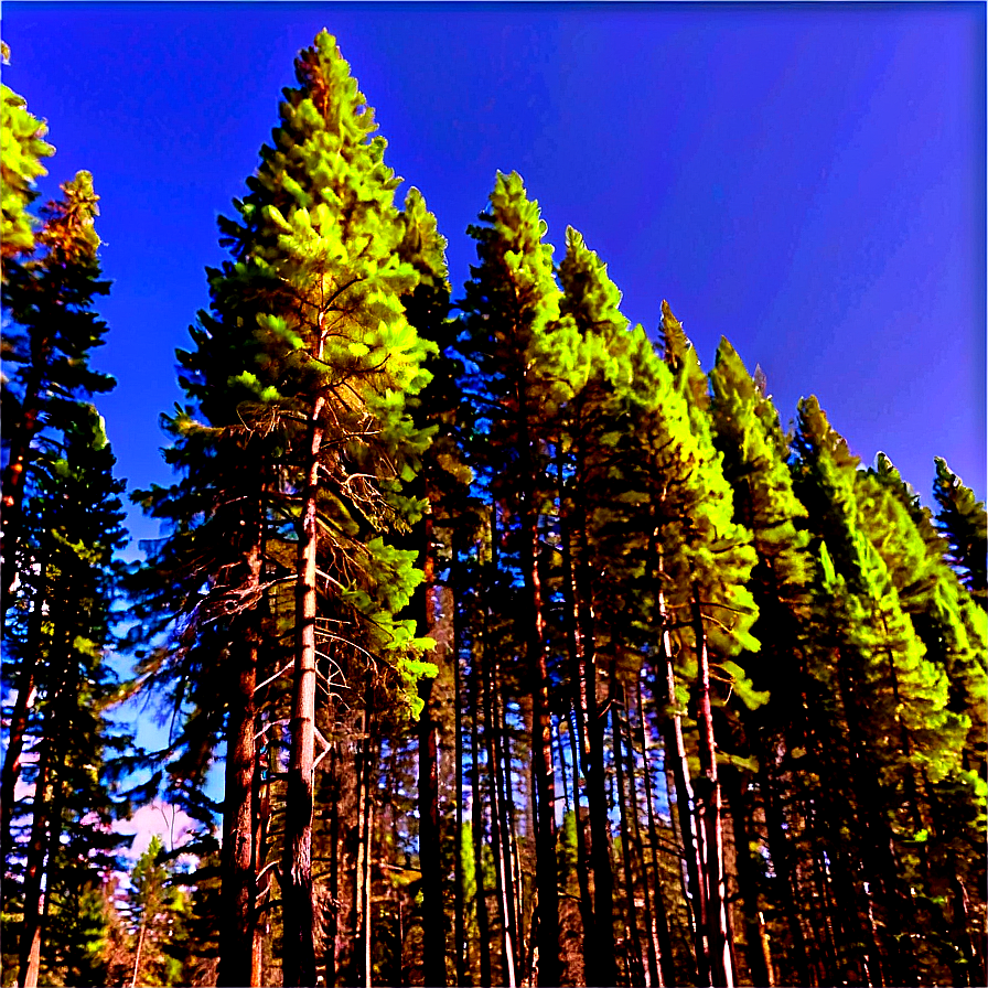 Treeline In Bright Sunshine Png 86