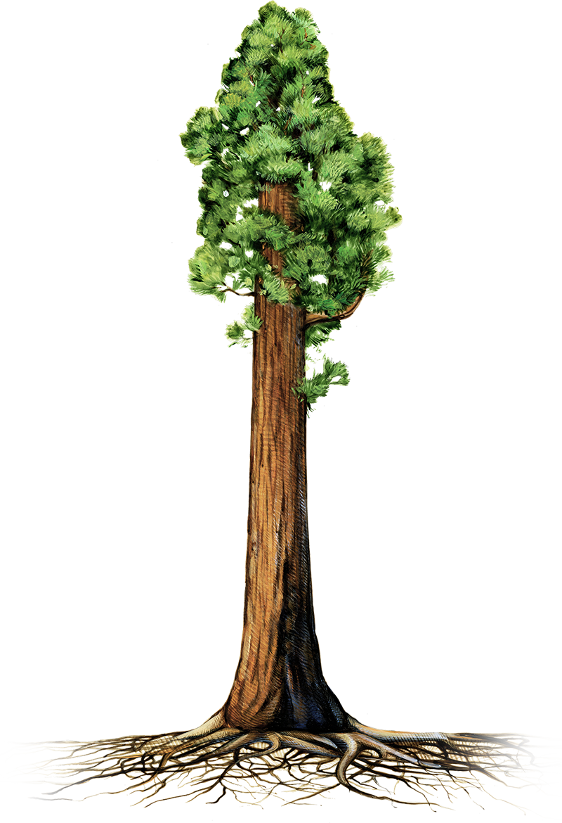 Trunk Sequoia National Park Coast Redwood Giant Sequoia - Sequoia Tree Clip Art, HD Png Download PNG with transparent background