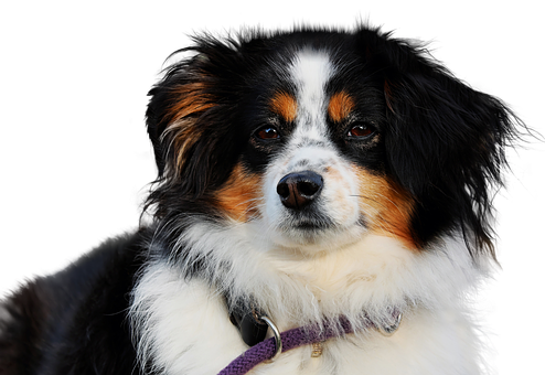 Tricolor Australian Shepherd Portrait PNG with transparent background