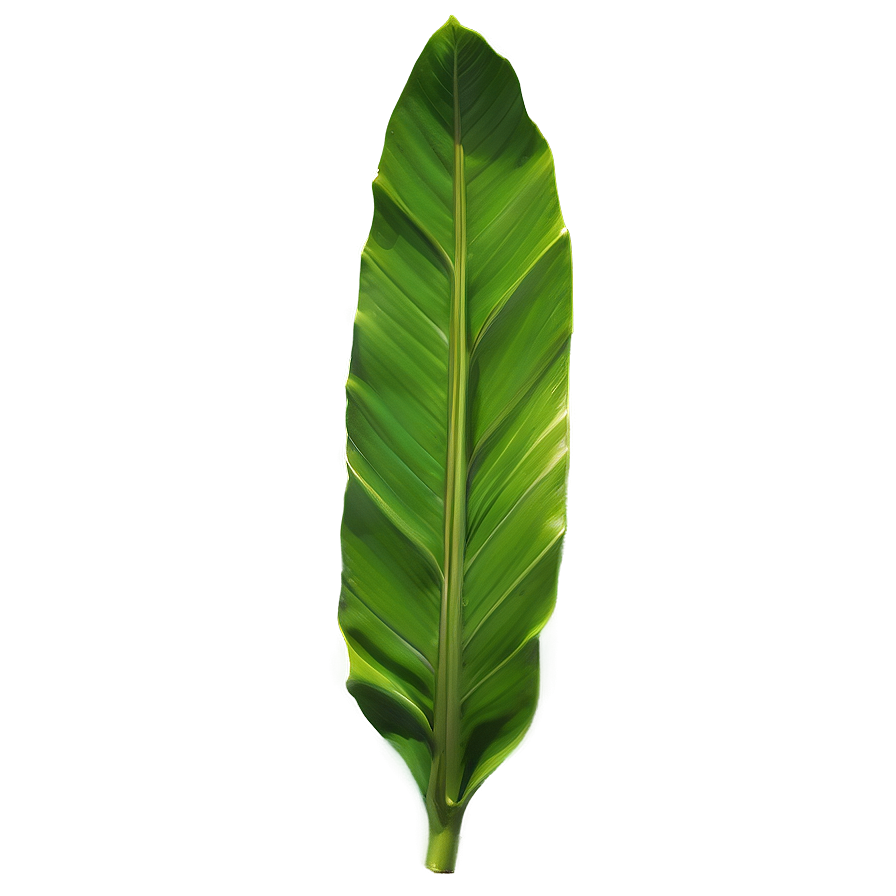 Tropical Banana Leaf Detail Png 12